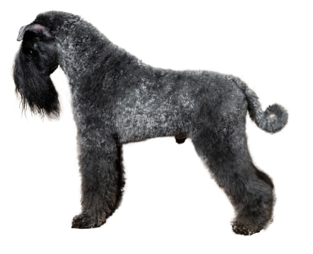 10 Best Hypoallergenic Dog Breeds of 2023 – (Also Cute) 8 Kerry Blue Terrier